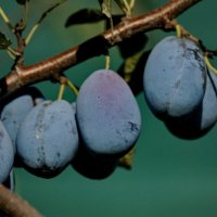 из серии " Когда я был в станице..." :: Николай Саржанов