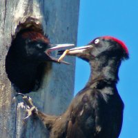 гнездо черного дятла :: gawrilа - dan