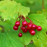 Калины гроздья алые :: Светлана 