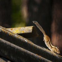 Шустрик — бурундук. :: Вадим Басов