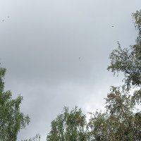 Ласточки :: BoxerMak Mak