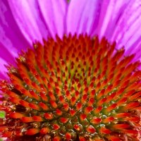 :) :: Iren Brilliance