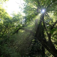 Солнце в согре... :: Андрей Катков