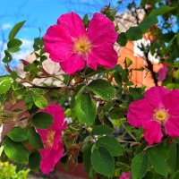 шиповник :: Наталья 