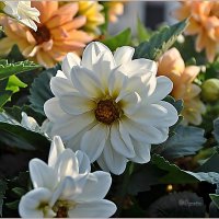 Август, вечер, георгины... :: Aquarius - Сергей Август, вечер, георгины... :: Aquarius - Сергей