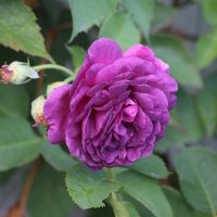 Розы Матисова острова :: Наталья Герасимова Розы Матисова острова :: Наталья Герасимова