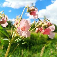 Недотрога :: Сапсан 