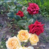 Розы :: Сапсан 