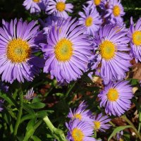 В сиреневом цвете :: Лидия Бусурина В сиреневом цвете :: Лидия Бусурина