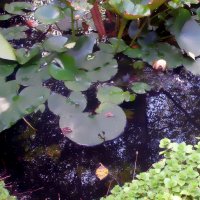 Кувшинки в пруду. :: Ольга Довженко