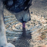 Жажда :: Марина Алексеева