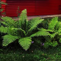 Август...Папоротник у дома! :: Владимир 