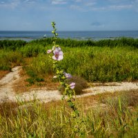 Берег :: Анатолий Чикчирный