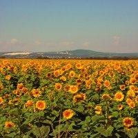 Приметы лета. Поле с подсолнухами :: Сергей М 