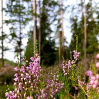 Лето клонится к закату... :: Ольга 