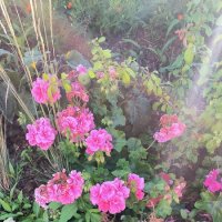 Герань. :: Ольга 