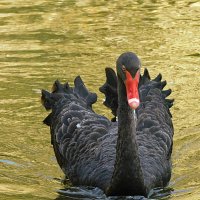 Лебедь :: Лина 