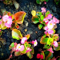 Цветы. :: Владимир Драгунский Цветы. :: Владимир Драгунский