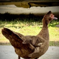 *** :: Сергей Адигамов *** :: Сергей Адигамов