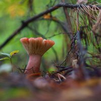 Грибные истории. Наизнанку :: Василий Прудников