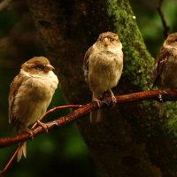 !! :: kolyeretka !! :: kolyeretka