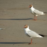 Следующее упражнение - приседания :: genar-58 '