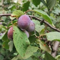 ,,,, :: Сергей Тимоновский