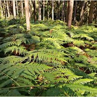 Папоротник. :: Валерия Комова Папоротник. :: Валерия Комова