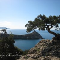 Природа Крыма :: Amazing Cosmea