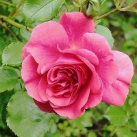 Роза :: Рита Симонова