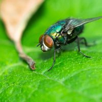 A fly on a leaf | 2 :: Sergey Sonvar