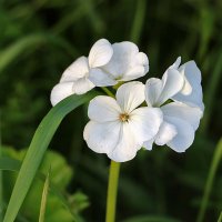 Пеларгония белая :: Светлана Пеларгония белая :: Светлана