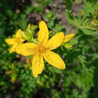 дачное :: Елена Шаламова