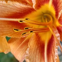 Лилия :: Ирина Лесиканич