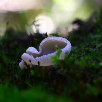 Живой мох :: Геннадий Супрун Живой мох :: Геннадий Супрун