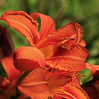 Оттенки июля .. :: Татьян@ Ивановна Оттенки июля .. :: Татьян@ Ивановна