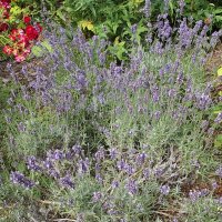 Лавандовая нежность… Безбрежность, безмятежность… :: Freddy 97