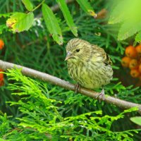 самочка чижа :: Andrey Bragin 