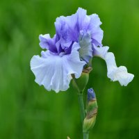 Лето в Ботаническом. Июнь. :: Наташа ***** Лето в Ботаническом. Июнь. :: Наташа *****