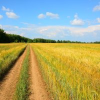 Полевые дороги. :: Михаил Колосов 