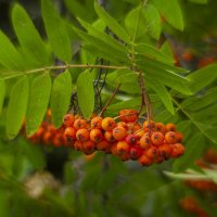 Ветка рябины. :: Вадим Басов Ветка рябины. :: Вадим Басов