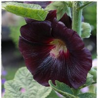 цветок :: ставил 