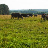 На пастбище :: Сергей Ц