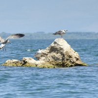 *** :: Марина Виноградова