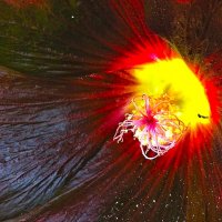 Мальва :: Наталья 