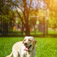 Алькор :: Alex Bush Алькор :: Alex Bush