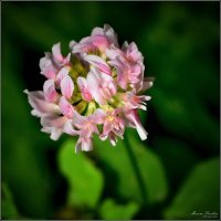 Цветок :: Максим Сорокин Цветок :: Максим Сорокин