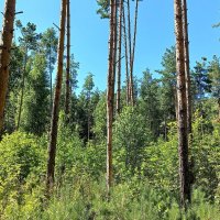 И слушаю приветный говор твой :: Hope И слушаю приветный говор твой :: Hope