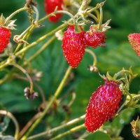 Земляника :: Владимир Колесников