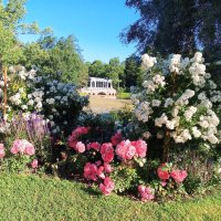 Розы :: Сапсан 